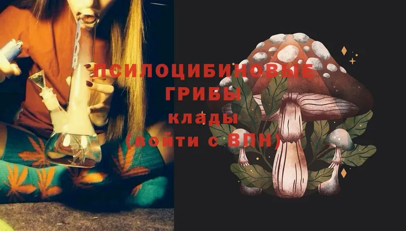 Галлюциногенные грибы Psilocybe  Светлоград 